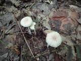 Gymnopus confluens image