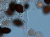 Panaeolus cyanescens image