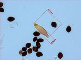 Panaeolus cyanescens image