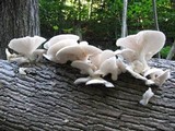 Pleurotus pulmonarius image