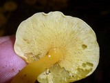 Tricholomopsis aurea image