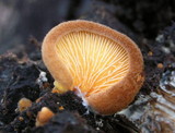 Crepidotus crocophyllus image