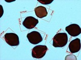 Panaeolus cyanescens image