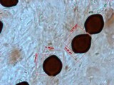 Panaeolus cyanescens image