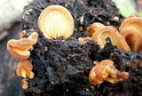 Crepidotus crocophyllus image