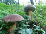 Tylopilus rubrobrunneus image