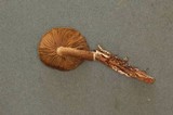 Inocybe lanuginosa image