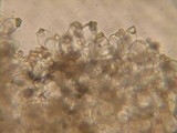 Inocybe lanuginosa image