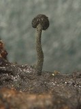 Chaenothecopsis tsugae image