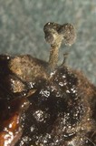 Chaenothecopsis tsugae image