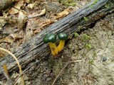 Leotia viscosa image