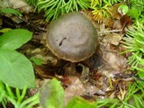 Neohygrocybe subovina image