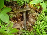 Neohygrocybe subovina image