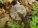 Neohygrocybe subovina image
