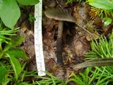 Neohygrocybe subovina image