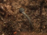 Chaenothecopsis tsugae image