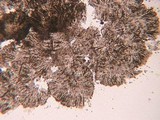 Chaenothecopsis tsugae image