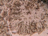 Chaenothecopsis tsugae image