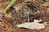 Cantharellula umbonata image