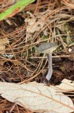 Cantharellula umbonata image