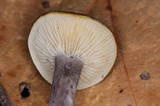 Cantharellula umbonata image