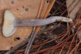 Cantharellula umbonata image