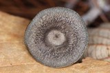 Cantharellula umbonata image