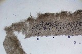 Cantharellula umbonata image