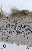 Cantharellula umbonata image
