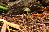 Austroboletus neotropicalis image