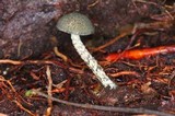 Austroboletus neotropicalis image