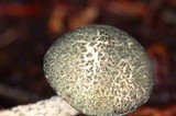 Austroboletus neotropicalis image