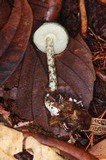 Austroboletus neotropicalis image