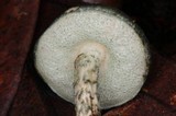 Austroboletus neotropicalis image