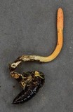 Cordyceps militaris image