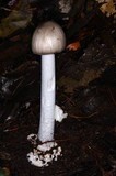 Amanita arocheae image