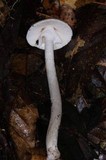 Amanita arocheae image