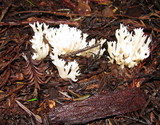 Clavulina coralloides image