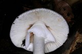 Amanita arocheae image
