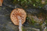 Cortinarius acutus image