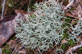 Cladonia subtenuis image