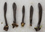 Geoglossum difforme image