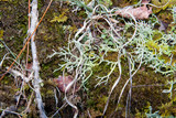 Cladonia subtenuis image