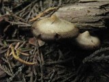 Kuehneromyces lignicola image
