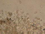 Kuehneromyces lignicola image