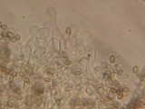 Kuehneromyces lignicola image