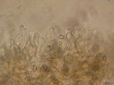 Kuehneromyces lignicola image