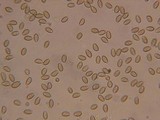 Kuehneromyces lignicola image