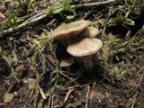 Inocybe obscurobadia image