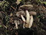 Inocybe obscurobadia image
